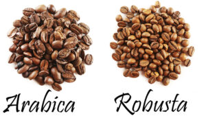 تفاوت دان قهوه روبوستا از عربیکا